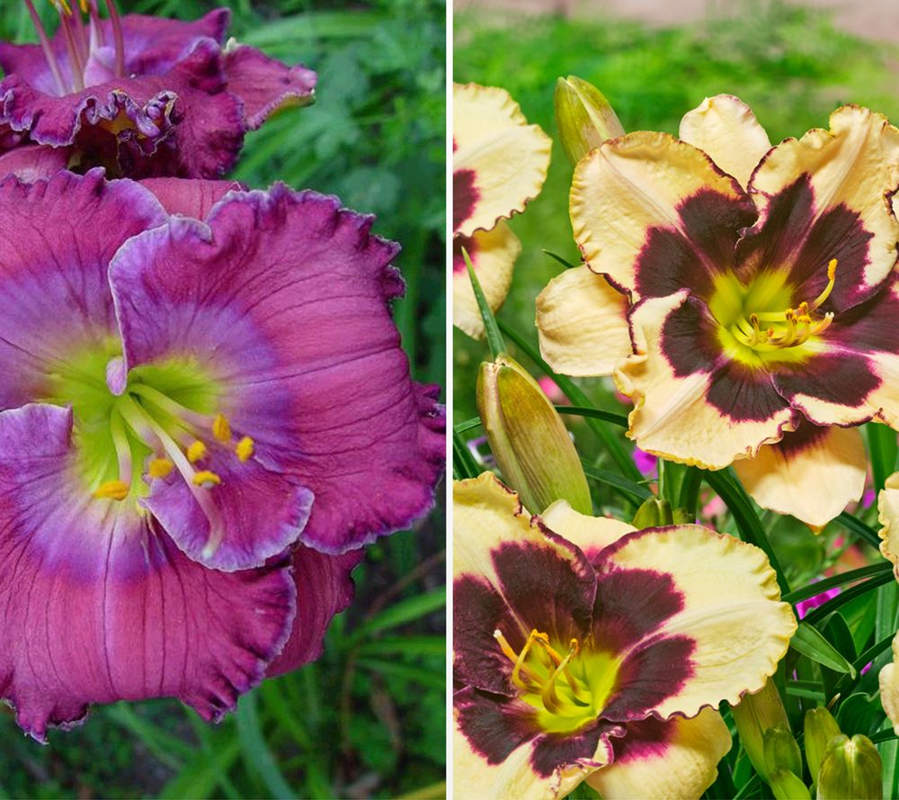 KEYZERS Hemerocallis bienenfreundlich Neuheit 2 Sorten, 4 Pflanzen