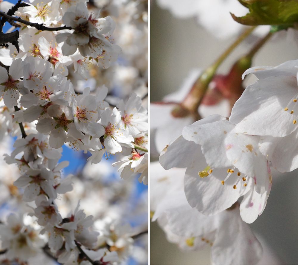 KEYZERS Blütenzauber Zierkirsche bienenfreundlich 1 Pflanze