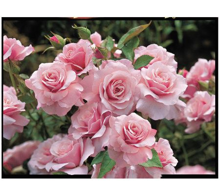 Jackson & Perkins Our Lady of Guadalupe Floribunda Rose