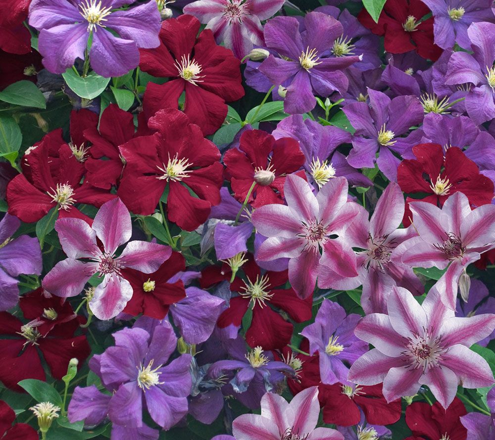 Cottage Farms Color Explosion Clematis Plant Trio —