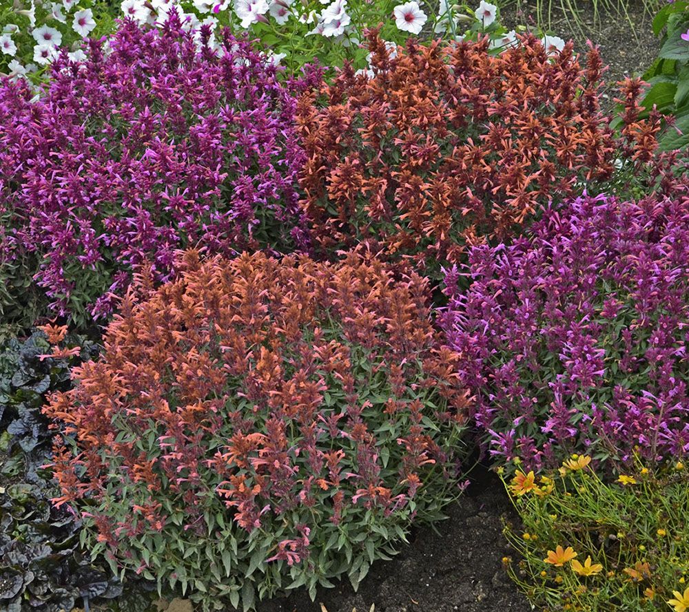 Cottage Farms 4pc Perpetuals Hummingbird Mint Plant Page 1 —