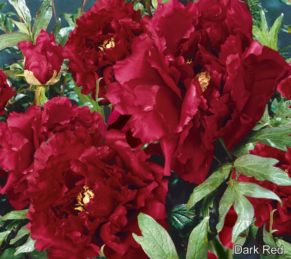 Roberta's 1pc. Long Lived Ancient Chinese Tree Peony Dark Red Page 1