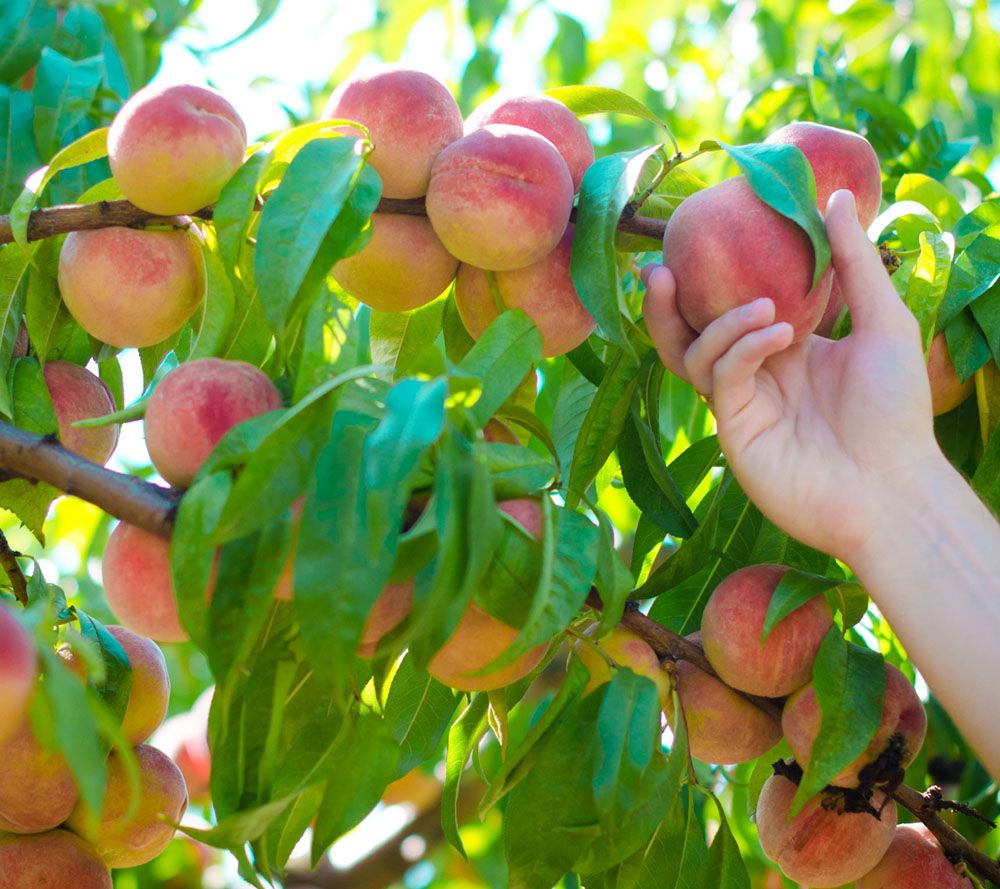 Cottage Farms Red Haven Patio Peach Tree Page 1 —