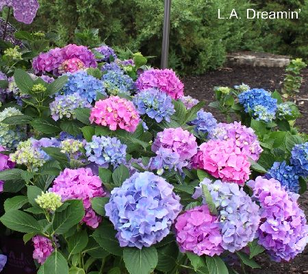 Cottage Farms 3-piece Reblooming Hydrangea Collection