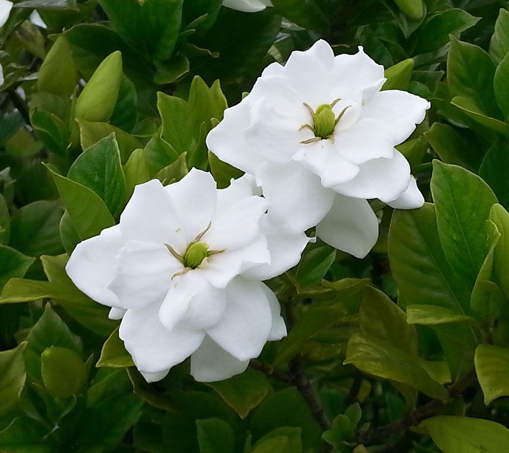 Cottage Farms Scentsational Gardenia Patio Tree —