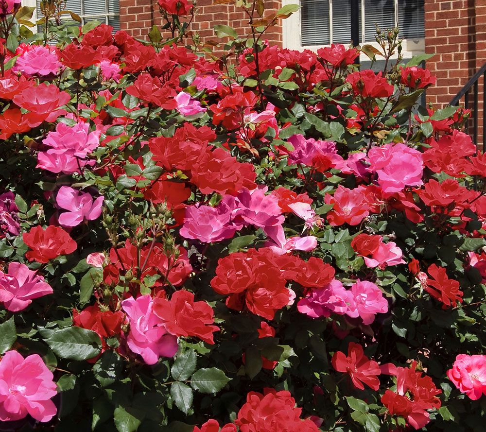 Cottage Farms 2N1 Double Knock Out Rose —