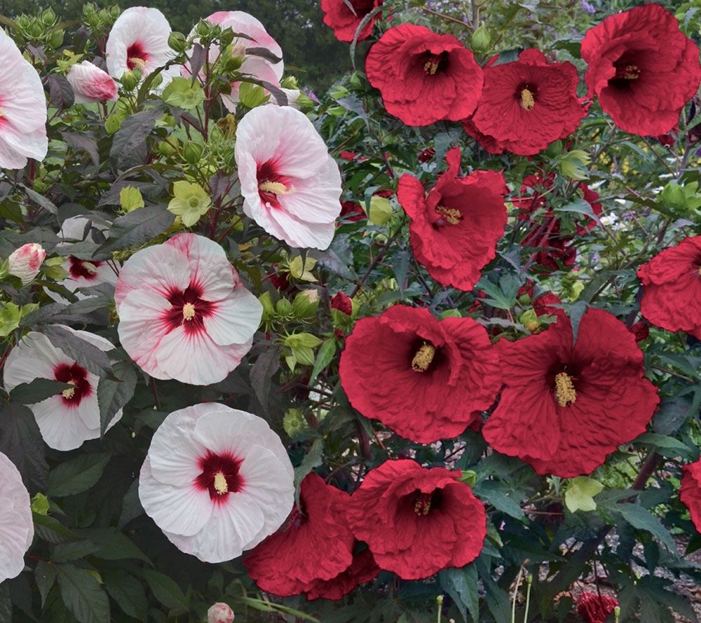 Cottage Farms 2pc Top Shelf Giant Hardy Hibiscus Page 1 —