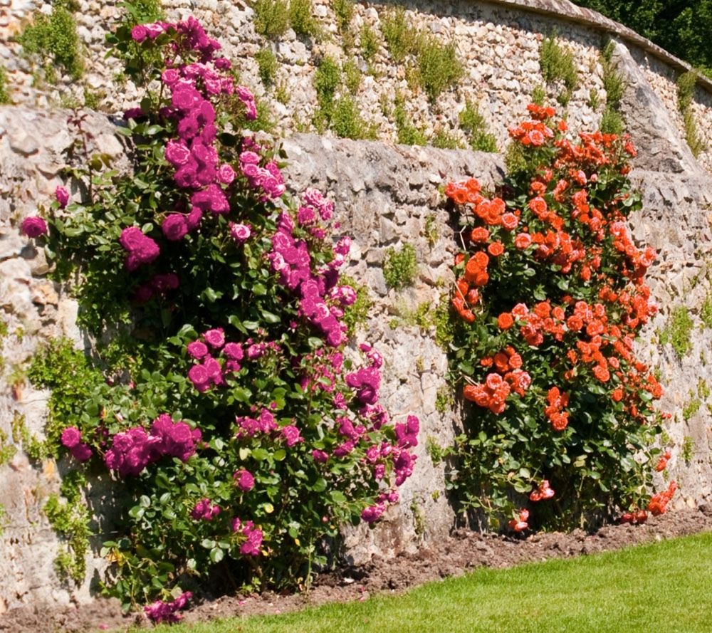 Cottage Farms Climbing Starlet Rose Duo Page 1 —