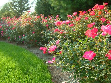 Pink Flowers