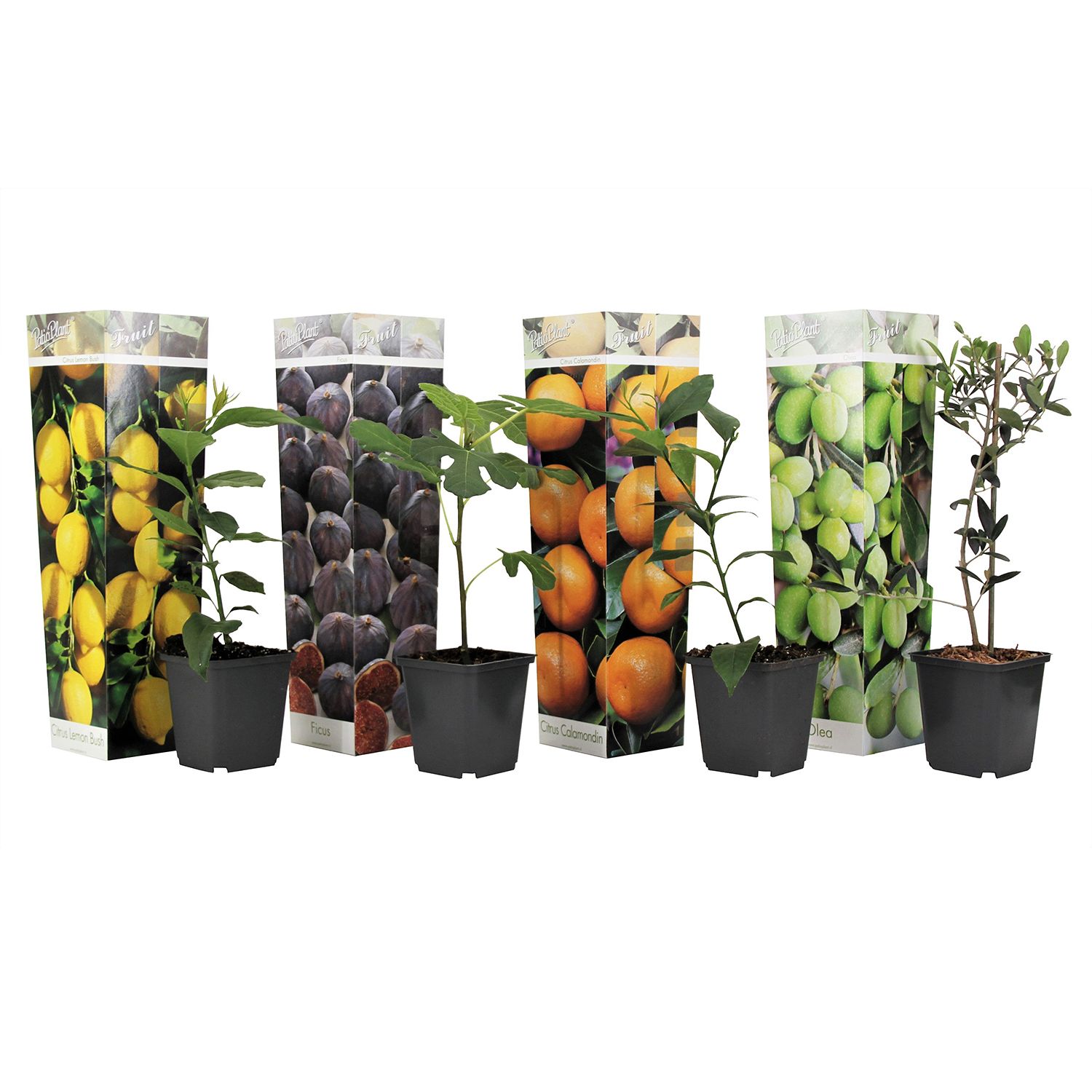 PFLANZENFREUND mediteraner Obstmix Topfgröße Ø 9cm 4 Pflanzen