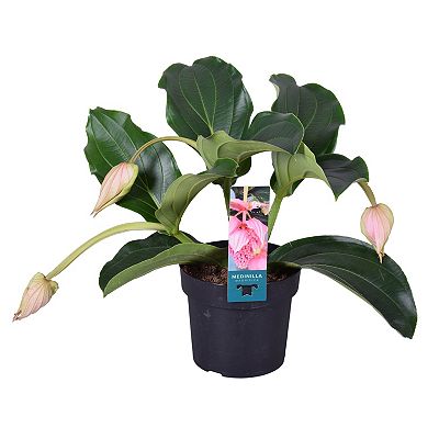 PFLANZENFREUND Traubenorchidee Medinilla Magnifica Topfgröße Ø 17cm 1 Pflanze
