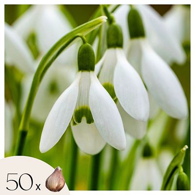 PFLANZENFREUND Schneeglöckchen Galanthus Elwesii Frühblüher 50 Zwiebeln