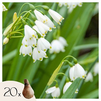 PFLANZENFREUND Frühlingsglocken-Set Leucojum aestivum winterhart 20 Zwiebeln