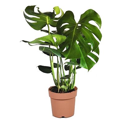 PFLANZENFREUND Fensterblatt Monstera sehr Robust Topfgröße Ø 21cm 1 Pflanze