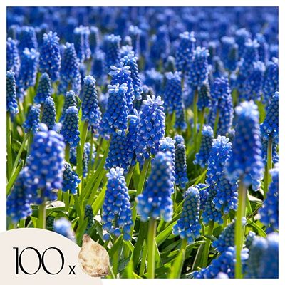 PFLANZENFREUND Traubenhyazinthe Muscari Armeniacum blauen Blüten 100 Zwiebeln
