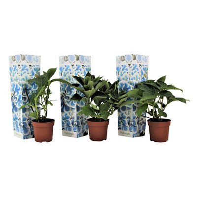 PFLANZENFREUND blaue Hortensien Topfgröße Ø 9cm 3 Pflanzen