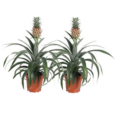 PFLANZENFREUND 2 Ananaspflanzen Mi Amigo Topf Ø 12cm Höhe ca. 35-45cm
