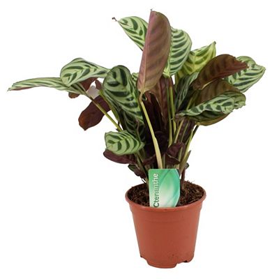 PFLANZENFREUND Ctenanthe Burle-Marxii Topf Ø 30-40cm Höhe ca. 14cm