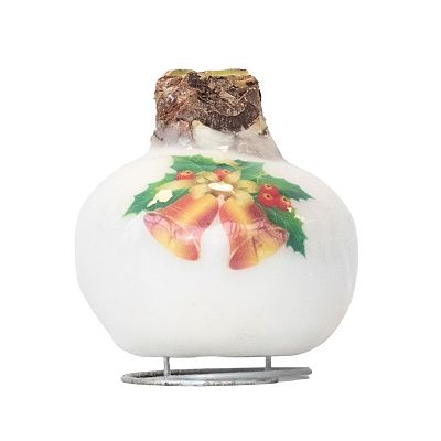 PFLANZENFREUND Amaryllis Porzellan-Wachs Weihnachtsmotiv Geschenkverpackung