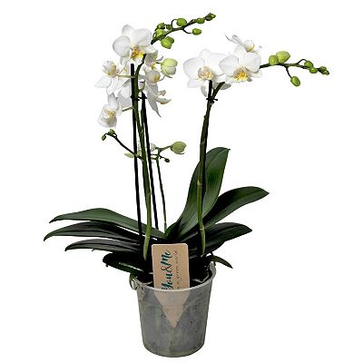 Thumbnail - PFLANZENFREUND weiße Schmetterlings- Orchidee Topfgröße Ø 12cm 1 Pflanze