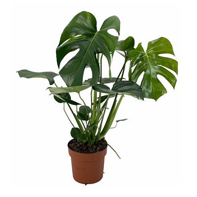 PFLANZENFREUND Fensterblatt Monstera Deliciosa Topf Ø 17cm Höhe ca. 50-60cm