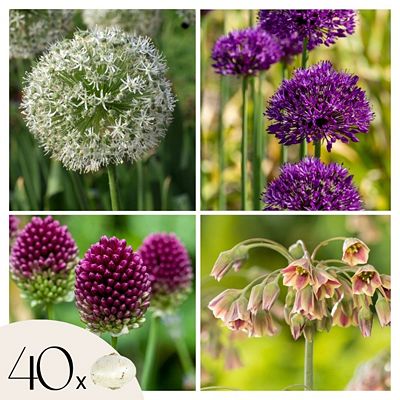 PFLANZENFREUND Blumenzwiebeln- Mischung Schmetterling 40 Zwiebeln