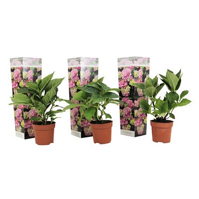 PFLANZENFREUND Bauernhortensien pinke Blüten Topfgröße Ø 9cm 3 Pflanzen