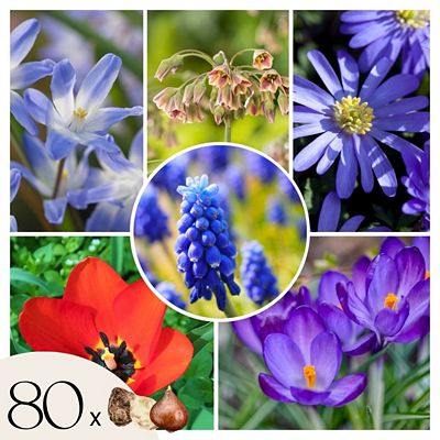 PFLANZENFREUND Blumenzwiebeln- Mischung Biene 80 Zwiebeln