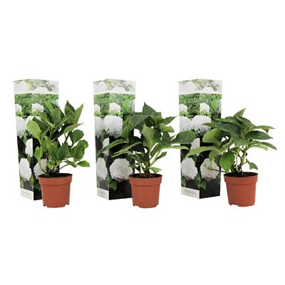 Thumbnail - PFLANZENFREUND Bauernhortensien weiße Blüten Topfgröße Ø 9cm 3 Pflanzen