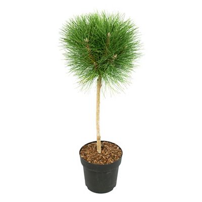 PFLANZENFREUND Zwergkiefer Pinus Summer Breeze Topfgröße Ø 24cm 1 Pflanze