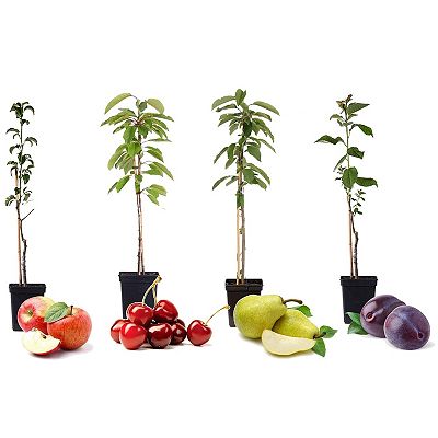 PFLANZENFREUND Obstbaum-Mix 4 Pflanzen Topfgröße Ø 9cm