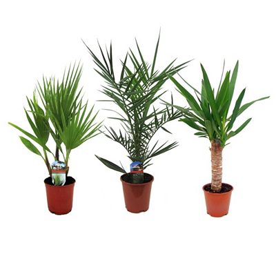 PFLANZENFREUND Palmen-Mix 3 Sorten Topf Ø 14cm Höhe ca. 50-70cm