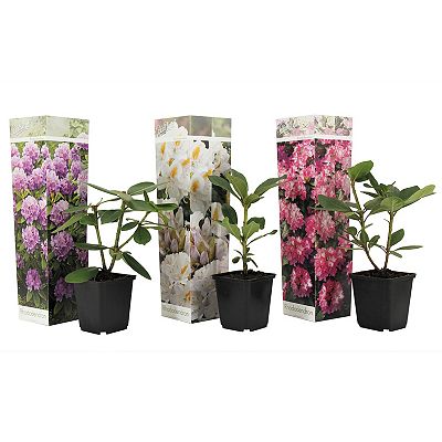 PFLANZENFREUND Rhododendren Topfgröße Ø 9cm 3 Pflanzen
