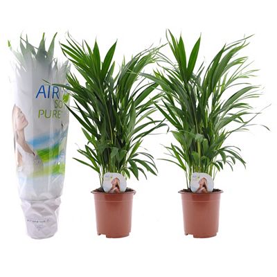 PFLANZENFREUND Goldfruchtpalmen Topf Ø 17cm Höhe ca. 60-70cm 2 Pflanzen