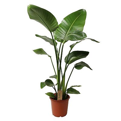 PFLANZENFREUND Baum-Strelitzie Paradiesvogelpflanze Topfgröße Ø 21cm 1 Pflanze