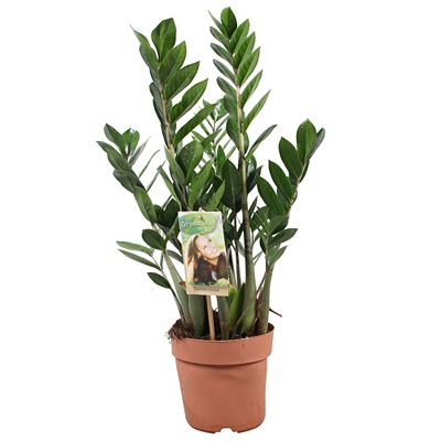 PFLANZENFREUND Glücksfeder Zamioculcas Topf Ø 17cm Höhe ca. 55-65cm