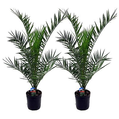 PFLANZENFREUND kanarische Dattelpalmen Topfgröße Ø 19cm 2 Pflanzen