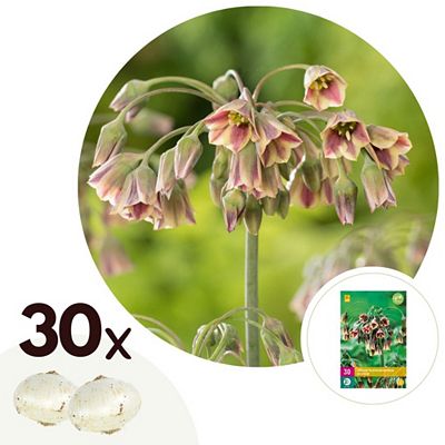 PFLANZENFREUND Blumenzwiebeln Nectaroscordum Siculum Allium 30 Zwiebeln