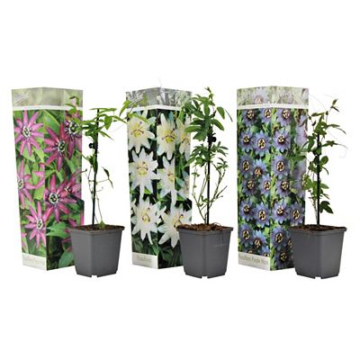 PFLANZENFREUND Passionsblumen-Mix Topfgröße Ø 12cm 3 Pflanzen