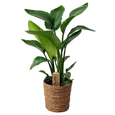 PFLANZENFREUND Strelitzia Nicolai Paradiesvogelpflanze Topf Ø 17cm Höhe ca. 55-70cm