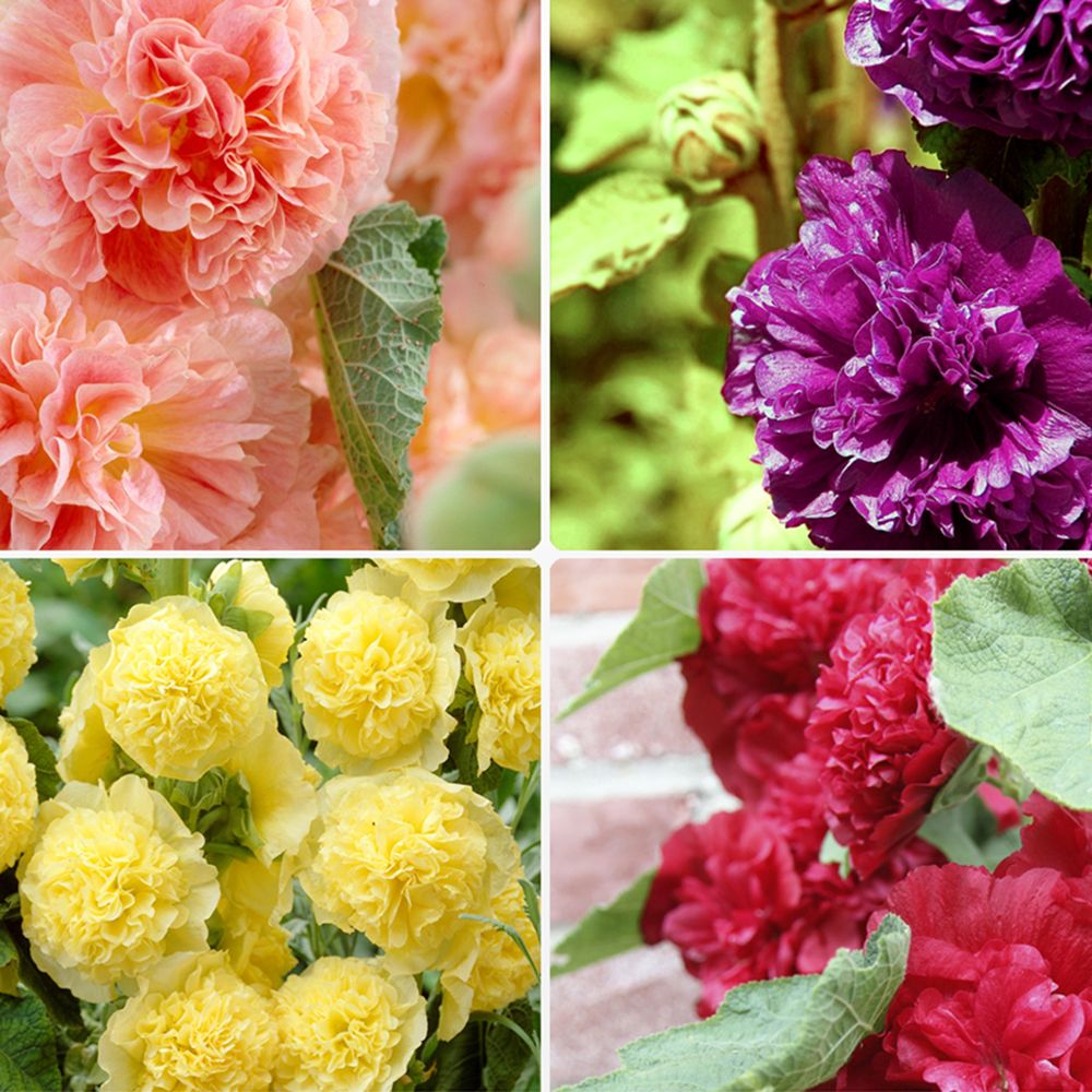 KEYZERS® Alcea Rosea mehrjährig Rarität 4 Pflanzen — QVC.de