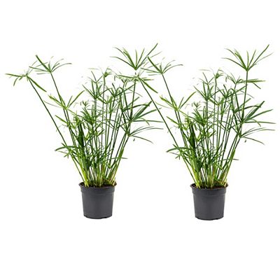 PFLANZENFREUND Cyperus alternifolius Topf Ø 14cm Höhe ca. 40-50cm 2 Pflanzen