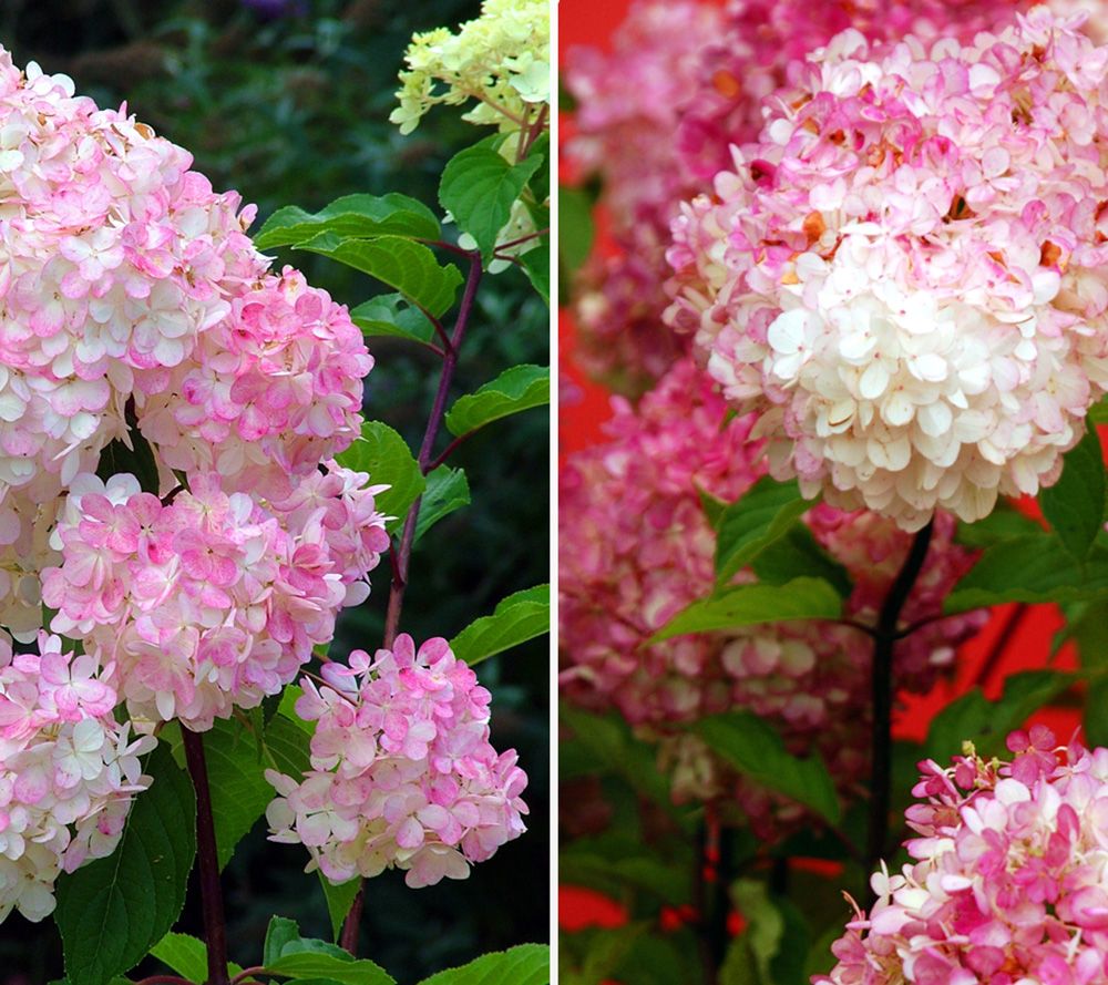 KEYZERS® Zierpflanzen Rispenhortensien winterhart 2 Pflanzen QVC.de