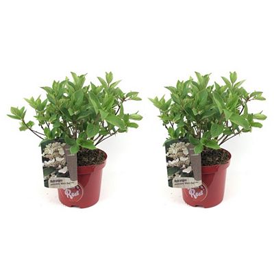 PFLANZENFREUND Rispenhortensien Wim's Red Topfgröße Ø 19cm 2 Pflanzen