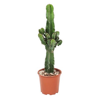 PFLANZENFREUND Cowboy-Kaktus Euphorbia Ingens Topf Ø 17cm Höhe ca. 50-60cm