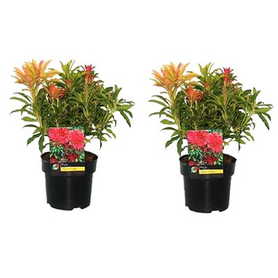 PFLANZENFREUND Schattenglöckchen bienenfreundlich Topfgröße Ø 17cm 2 Pflanzen