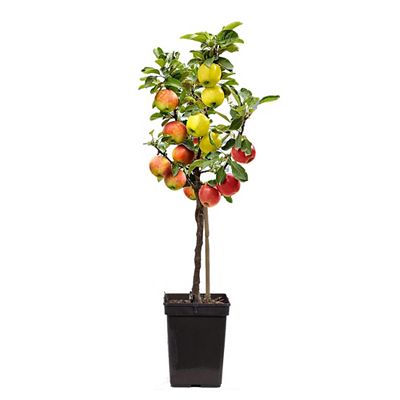 PFLANZENFREUND 3in1-Apfelbaum Topfgröße Ø 17cm 1 Pflanze
