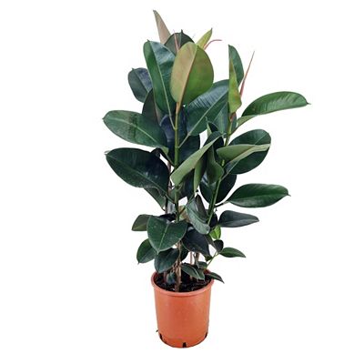 PFLANZENFREUND Gummibaum Ficus Elastica Robusta Topf Ø 24cm Höhe ca. 80-100cm