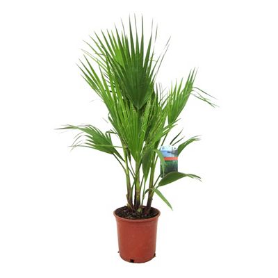 PFLANZENFREUND mexikanische Fächerpalme Topfgröße Ø 21cm 1 Pflanze