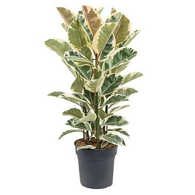 Thumbnail - PFLANZENFREUND Gummibaum Ficus Elastica Tineke Topf Ø 24cm Höhe ca. 80-100cm